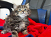 Persian x tabby female kitten