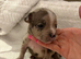 Frenchie x classic bully puppies