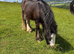 Traditional Ride & Drive Cob Gelding