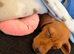 Miniature Dachshund