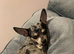Mum and daughter chihuahuas must go together