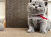 GCCF Active Registered Britsh Shorthair kittens