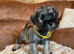 Miniature schnauzer puppies