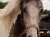 Dun and white gelding