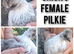 Chicks for sale