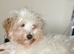 Poodle x Coton de Tulear puppies