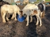 Outstanding colt foal for sale