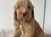 F1 cockapoo puppies