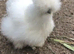USA SUPER FLUFFY SILKIES &POLISH