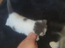 3 kittens