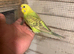 Baby budgies for sale  &pound;40 each collection mk404nn