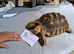 Sulcata adult females