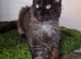 Pedigree Maine Coon kittens