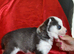 Kc registered Black and white female puppy ready 26/09/26
