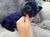 Mini Yorkshire terrier boys last one