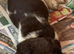 English springer spaniel puppy (male)