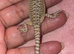 Bearded dragon baby’s