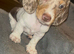 Stunning male puppy's