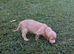 Health Tested KC Registered Cocker Spaniel Puppies