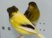 Beautiful pair of gloster canaries for sale