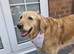 7 gorgeous KC golden retriever puppies