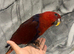 Baby Handreared Female Tame Eclectus Parrot