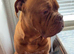2 Year Old DogueDeBordeaux