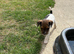 Jack Russell Puppies for Sale