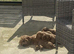 Beautiful male Cavapoo