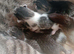 White and tabby kittens