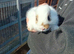 Baby rabbits