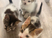 Bengal cross kittens