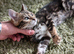 Health Tested TICA Bengal | Glitter | Ready Now