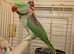 My parrot marley