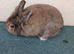 Mini lop buck