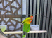 Love Birds