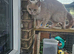 British shorthair female gccf active