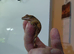 Crested gecko for sale