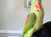 Baby hand tame Alexndrian Parrot