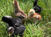 Week old hybrid chicks