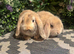 2 harlequin mini lops ready to go