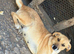 LUNA – The Devoted Mum Who Never Gave Up
