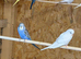 Young baby budgies various colours