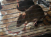 4 rat girl for sale