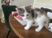 Well handled kittens ready to go