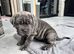 2 Neapolitan mastiff puppies Dori & dozer