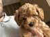 Cocka poo puppies