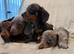 Kc miniature smooth haired  dachshunds