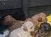 Mini x Toy Poodles