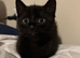 Black Kitten